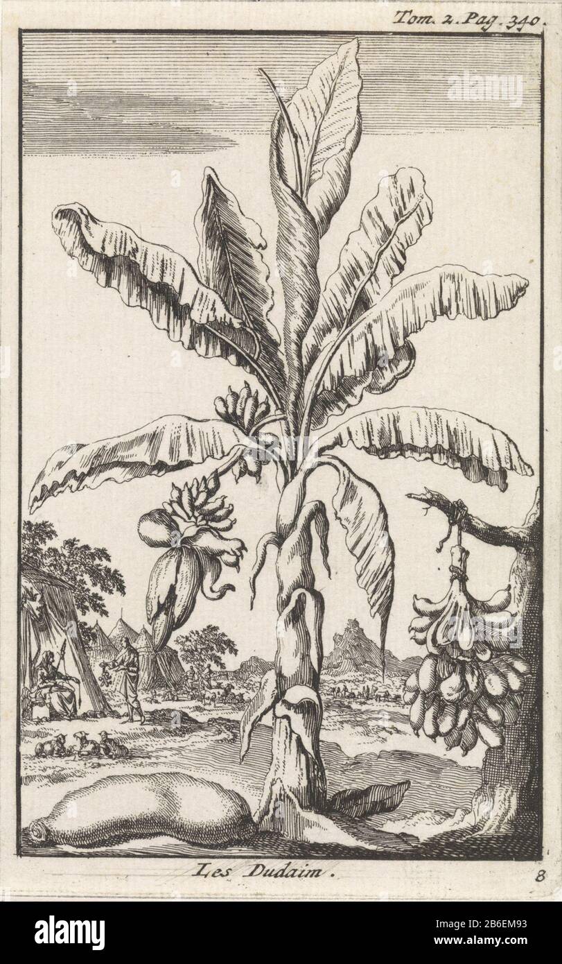 Arbre avec mandrakes les Dudaim (objet titre) Imprimer numéroté en bas à droite: 8. Fabricant : printmaker Jan Luyken Editeur: Pieter Mortier (I) Lieu de fabrication: Amsterdam Date: 1705 Caractéristiques physiques: Matériel de gravure: Technique du papier: Dimensions de gravure: Feuille: H 138 mm × W 87 mmToeliechtingillustratie out: Cunaeus, Peter. La République des Héreux, 3 parties. Amsterdam: Pieter Mortier, 1705, vol. II, p. 340. Objet: Mandrake, 'mandragora'Reuben Mandrakes apporte à sa mère et à sa Leah légale Banque D'Images