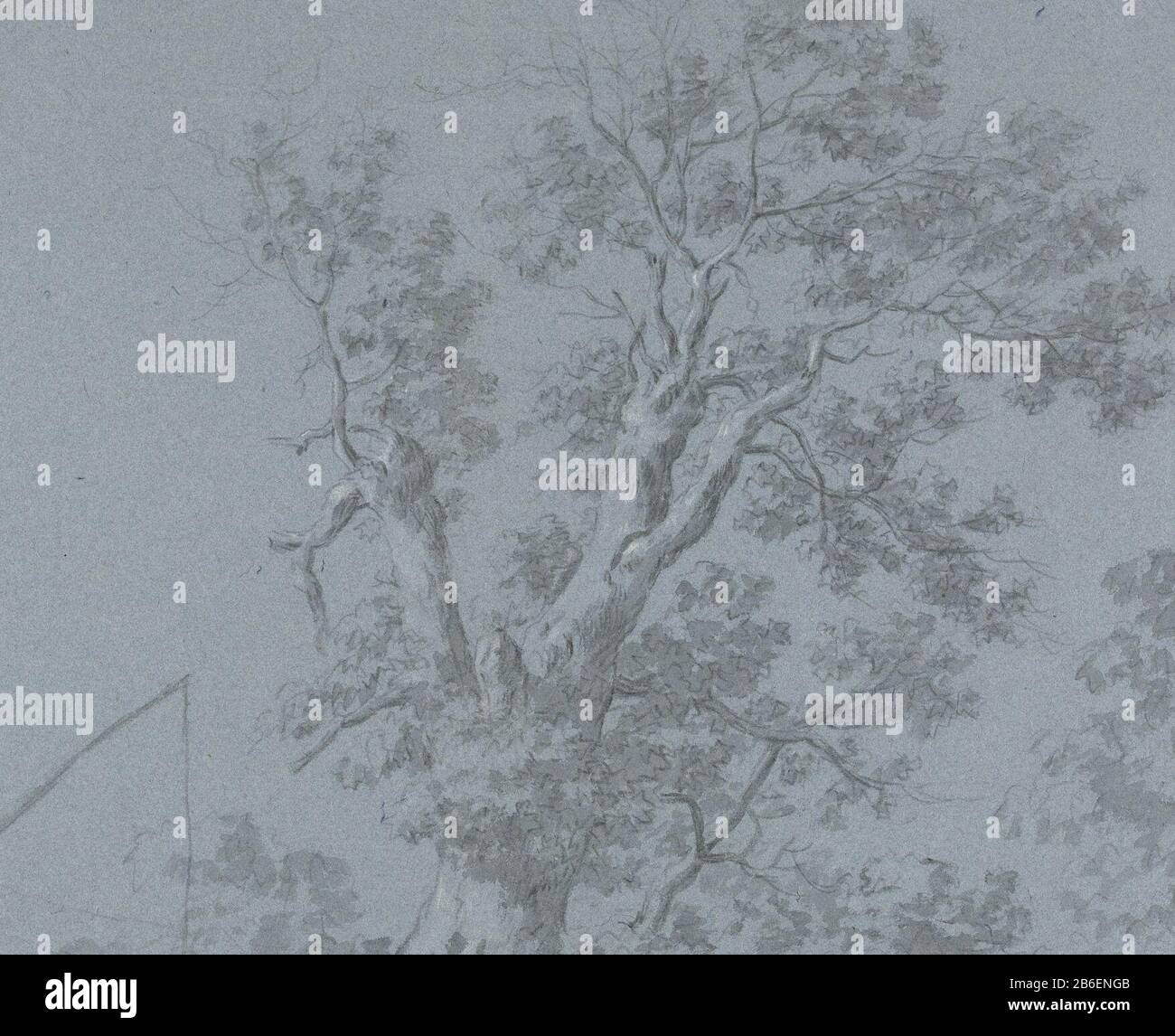 Boomstue Tree Study Type d'objet: Numéro d'objet dessin: RP-T-1899-A-4228 Fabricant : dessinateur: Abraham Jansz. Rencontres Begeyn: 1647 - 1697 Caractéristiques physiques: Craie noire et blanche et brosse en papier gris sur bleu: Craie de papier technique: Dimensions de pinceau: H 401 mm × W 492 mm Objet: Puits STEP Banque D'Images