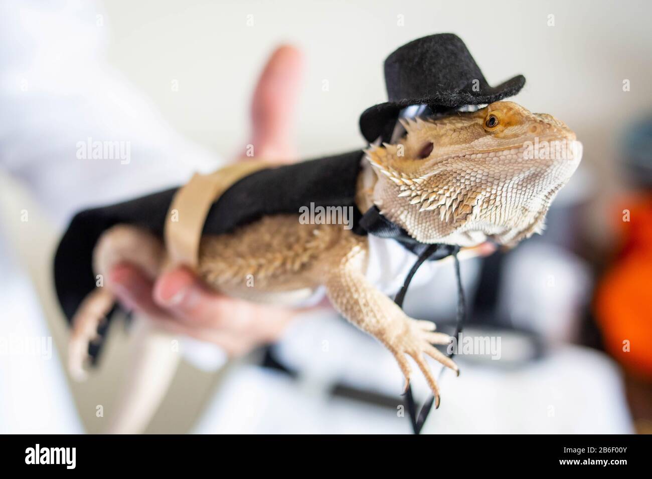 Joli dragon barbu reptile portant un costume et un chapeau Banque D'Images