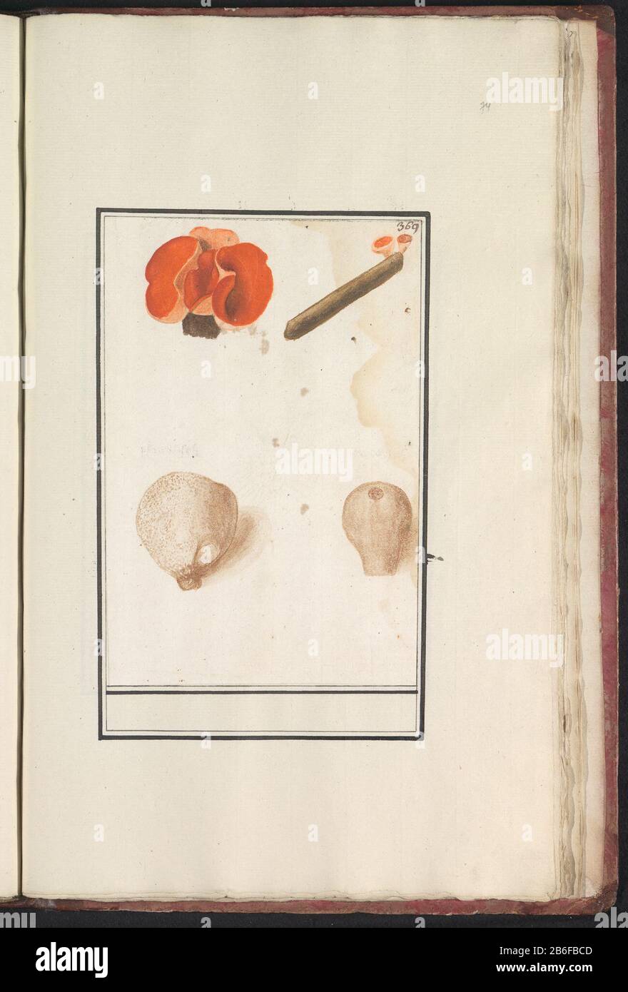 Bovist (Bovista) et champignons de la coupe rouge (Sarcoscypha coccinea) Bovist en rode bekerzwam. Genummerd rechtsboven : 369. Onderdeel van het vierde album met tekeningen van bloemen en padestoelen. Elfde van twaalf albums met tekeningen van dieren, vogels en planten bekend rond 1600, gemaakt dans opdracht van keizer Rudolf II Rencontré Toelichting dans Nederlands, Latijn en Frans. Fabricant : Rapporteur pour avis: Anselmus Boëtius de Boodt Rapporteur pour avis: Elias VerhulstPlaats fabrication: Rapporteur pour avis: Delft Dating: 1596 - 1610 kenmerken physique: Penseel in Waterverf en dekverf over zwart krijt matériel: P Banque D'Images