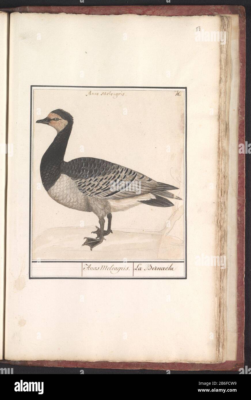 Brandgans (Branta leucopsis) Anas gallopavo la Bernache (titre objet) Brandgans. Genummerd rechtsboven: 18. Bovenaan de Latijnse naam. Onderdeel van het derde album met tekeningen van vogels. Vijfde van twaalf albums met tekeningen van dieren, vogels en planten bekend rond 1600, gemaakt dans opdracht van keizer Rudolf II Rencontré Toelichting dans Nederlands, Latijn en Frans. Fabricant : Rapporteur pour avis: Anselmus Boëtius de Boodt Rapporteur pour avis: Elias VerhulstPlaats fabrication: Rapporteur pour avis: Delft Dating: 1596 - 1610 kenmerken physique: Penseel in Waterverf en dekverf in kleuren over potlood Banque D'Images