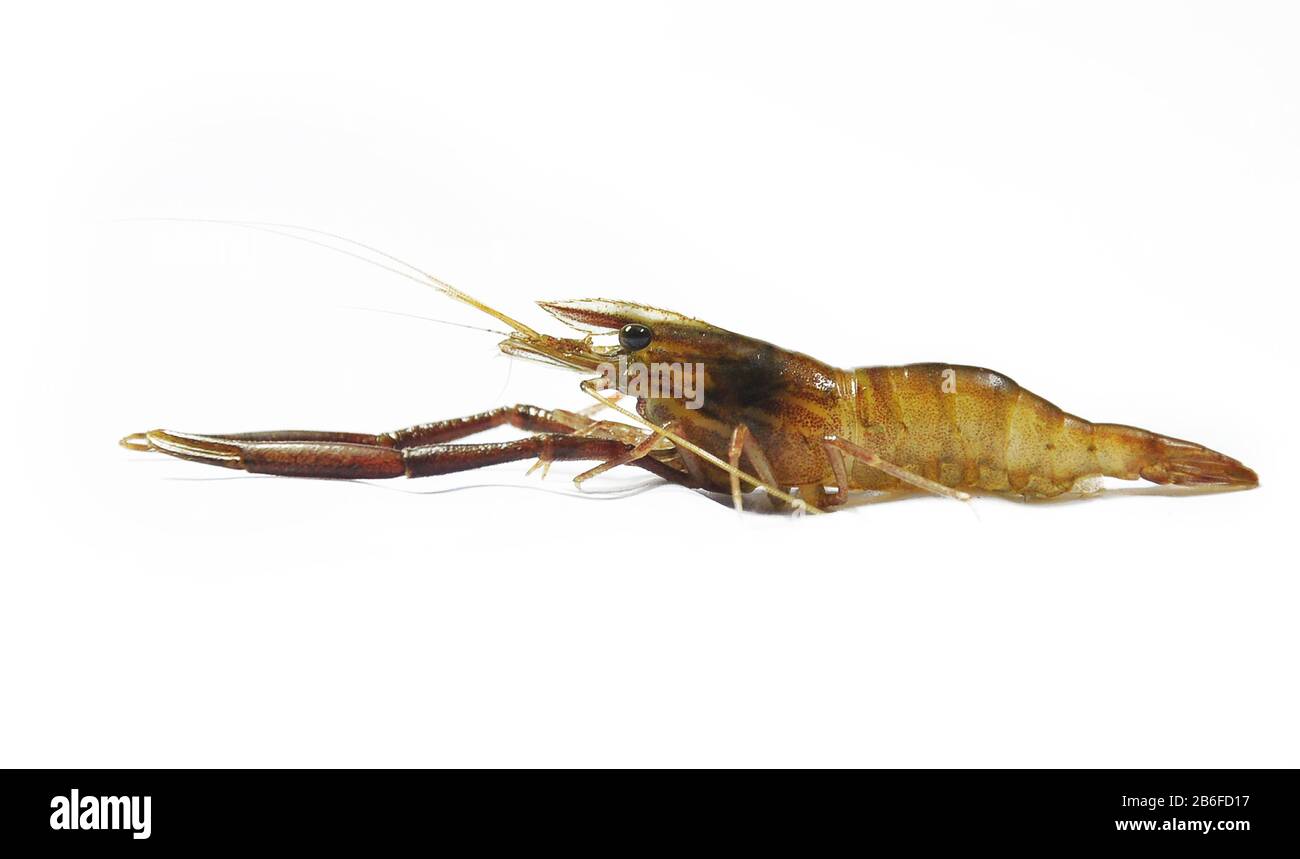 Crevettes sauvages isolées sur fond blanc.gros plan de la crevette fluviale,tir studio. Banque D'Images