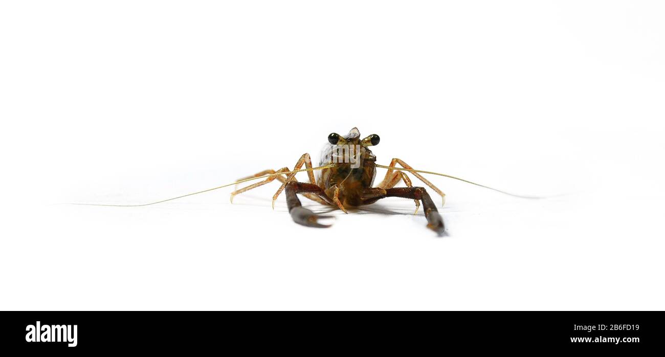 Crevettes sauvages isolées sur fond blanc.gros plan de la crevette fluviale,tir studio. Banque D'Images