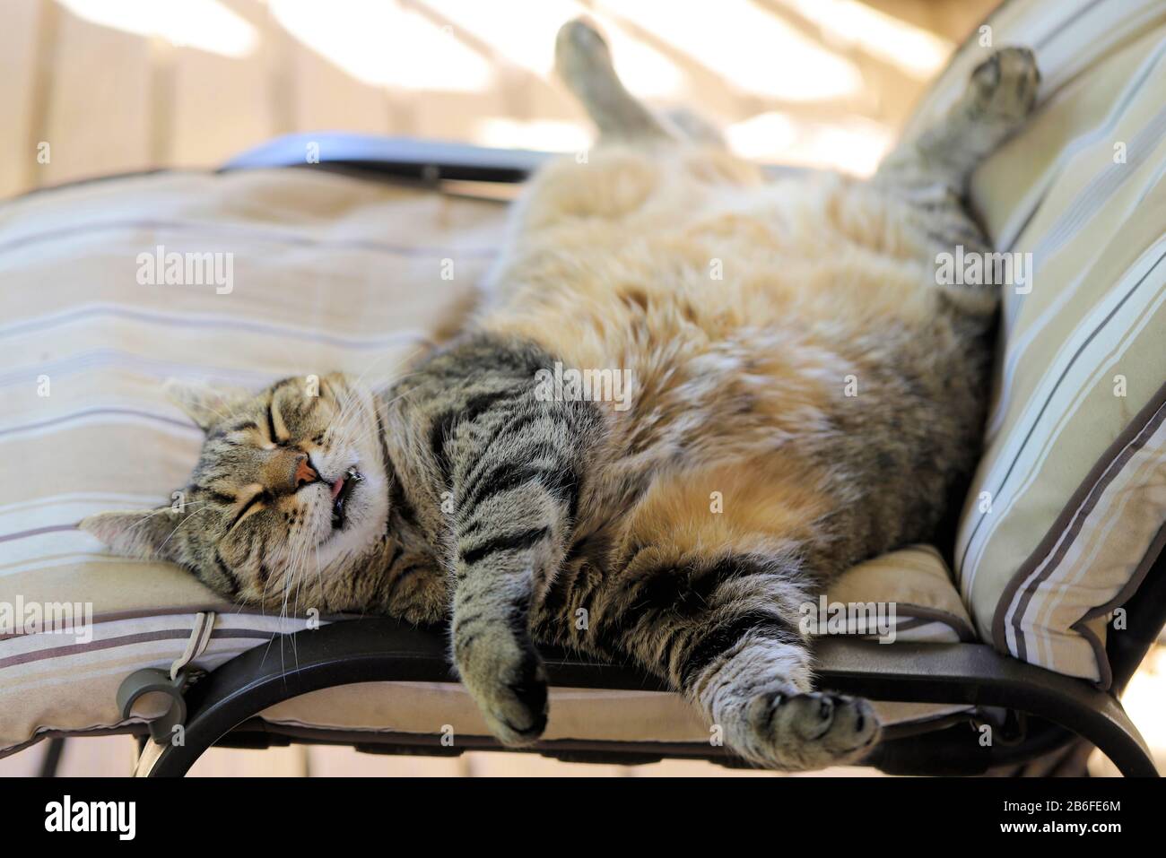Cat Sleeping With Tongue Out Banque De Photographies Et D Images A Haute Resolution Alamy Cat Sleeping With Tongue Out Banque De Photographies Et D Images A Haute Resolution Alamy