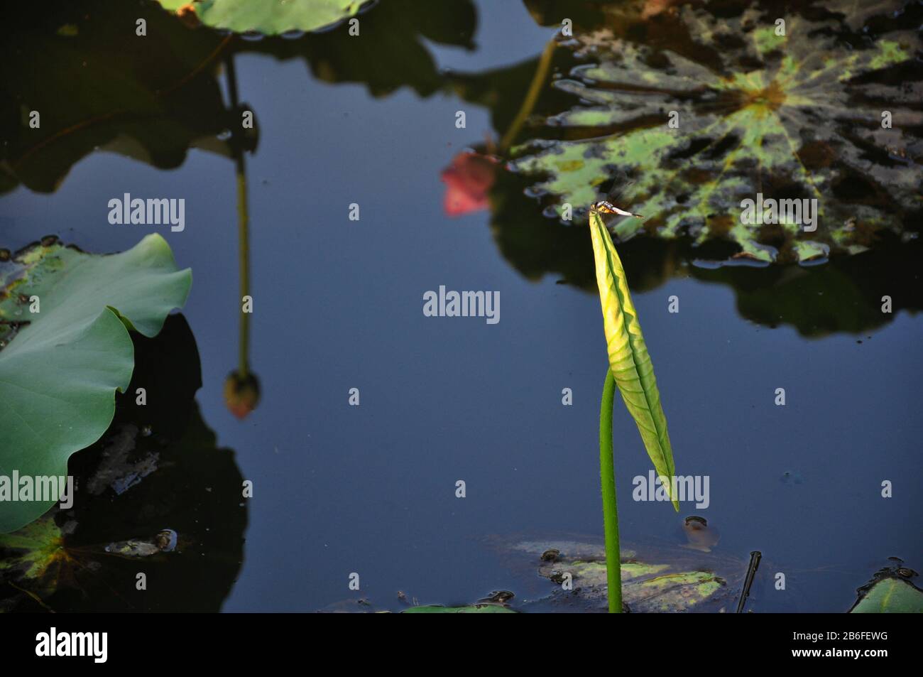 Étang Lotus dans la ferme. Banque D'Images