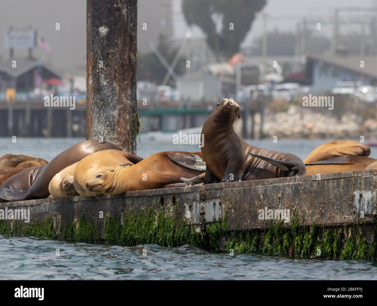 Des lions de mer se couchant au soleil dans la baie Morro, Californie Banque D'Images