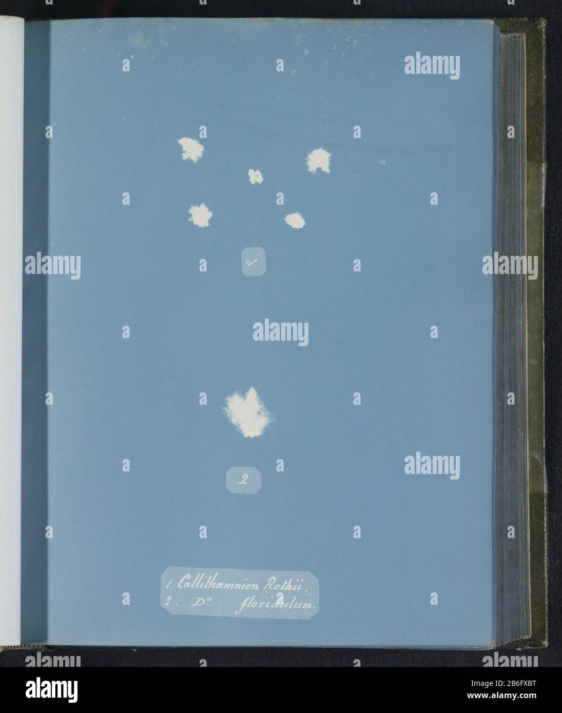 Callithamnion rothii & Ditto floridulum Callithamnion rothii [b] D [itt] o floridulum Type d'objet : page photo Numéro d'article: RP-F 2016-133-37 Fabricant : photographe Anna Atkins Fabrication: Royaume-Uni Dating: CA. 1843 - ca. 1853 matériau: Technique du papier: Cyanopie Dimensions: Page: H 250 mm × W 200 mm Sujet: Algues, algues Banque D'Images