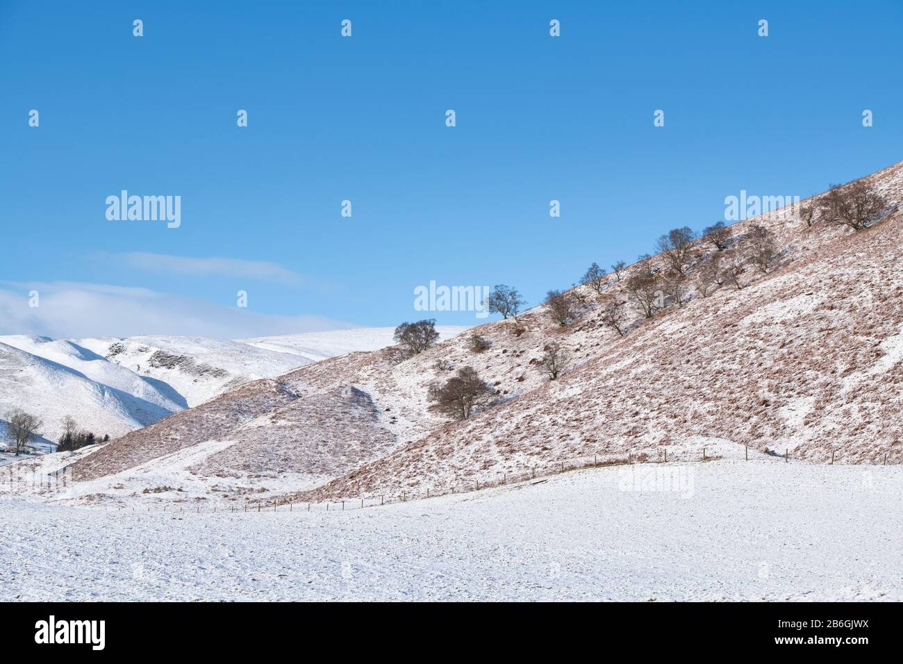 Hiverner les arbres sur le flanc d'une colline dans la neige de la campagne écossaise. Dumfries et Galloway, frontières écossaises, Écosse Banque D'Images