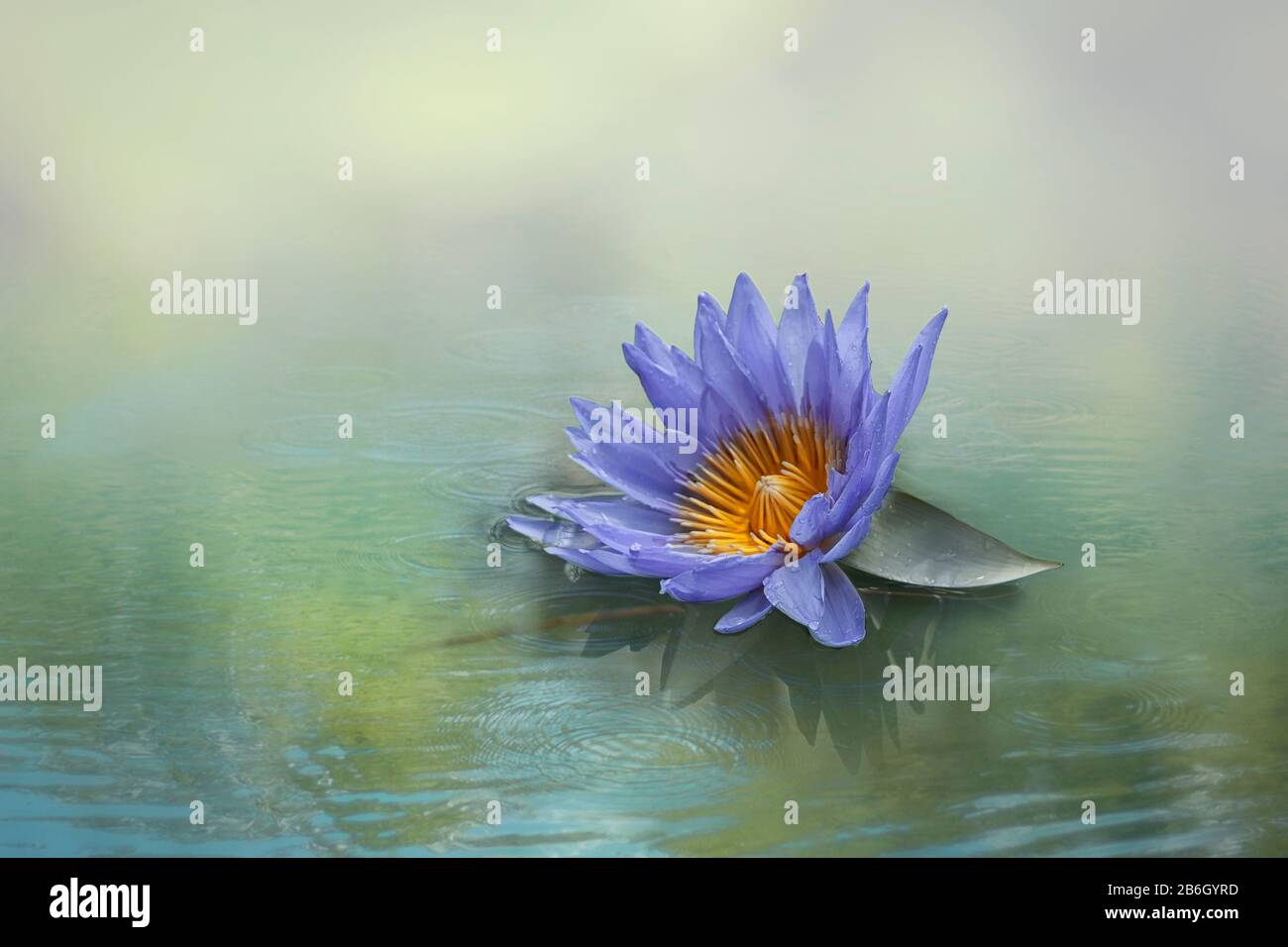 Un paisible nénuphars bleu de lotus avec un centre orange sur un étang vert. Espace de copie. Banque D'Images