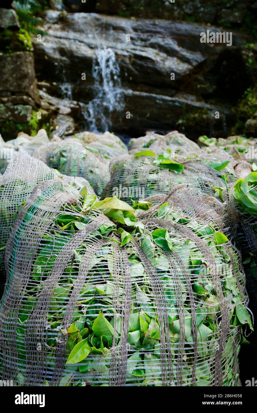sachet de feuilles de thé dans la plantation de thé Banque D'Images