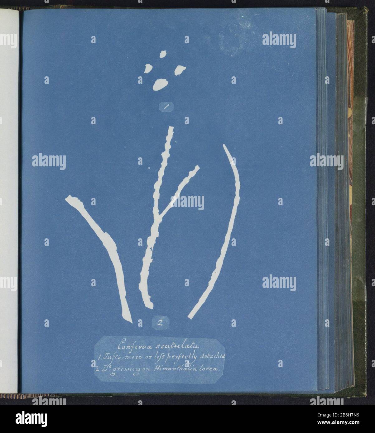 Conferva scutulata 1 Tufts plus ou moins parfaitement détaché 2 Ditto sur Himanthalia Lorea Conferva scutulata / 1. Tufts plus ou moins parfaitement détaché / 2 D [itt] o croissant sur Himanthalia Lorea Type d'objet : page photo Numéro d'article: RP-F 2016-133-125 Fabricant : Photographe Anna Atkins Lieu de fabrication : Royaume-Uni Dating: CA. 1843 - ca. 1853 matériau: Technique du papier: Cyanopie Dimensions: Page: H 250 mm × W 200 mm Sujet: Algues, algues Banque D'Images