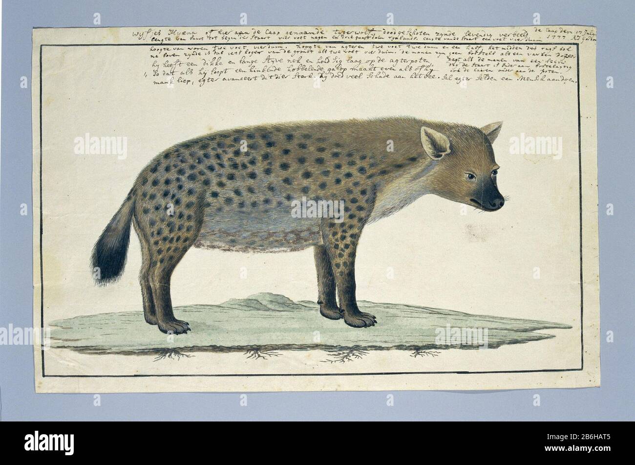 Crocuta crocuta (Gevlekte hyena) Crocuta crocuta (pois hyena) Type d'objet: Album dessin étude de feuilles animaux Numéro d'objet: RP-T-1914-17-135 Inscriptions / marques: Signature et date, en haut à droite, plume et marron: '... le Caap le 17 juillet / 1777 RJ Gordon '(dans Gordon; texte complet: LC Rookmaker, Annexe I de sa thèse) annotation, en haut de la marge, stylo et brun, 'Wyfjes Hy [a] ena ou ici au CAAP appelé tygerwolf shot zynde vividly dépeint / [...] '[suivi par des descriptions de la longueur, de la hauteur et d'autres données] (l'écriture de Gordon, toute altération wi Banque D'Images