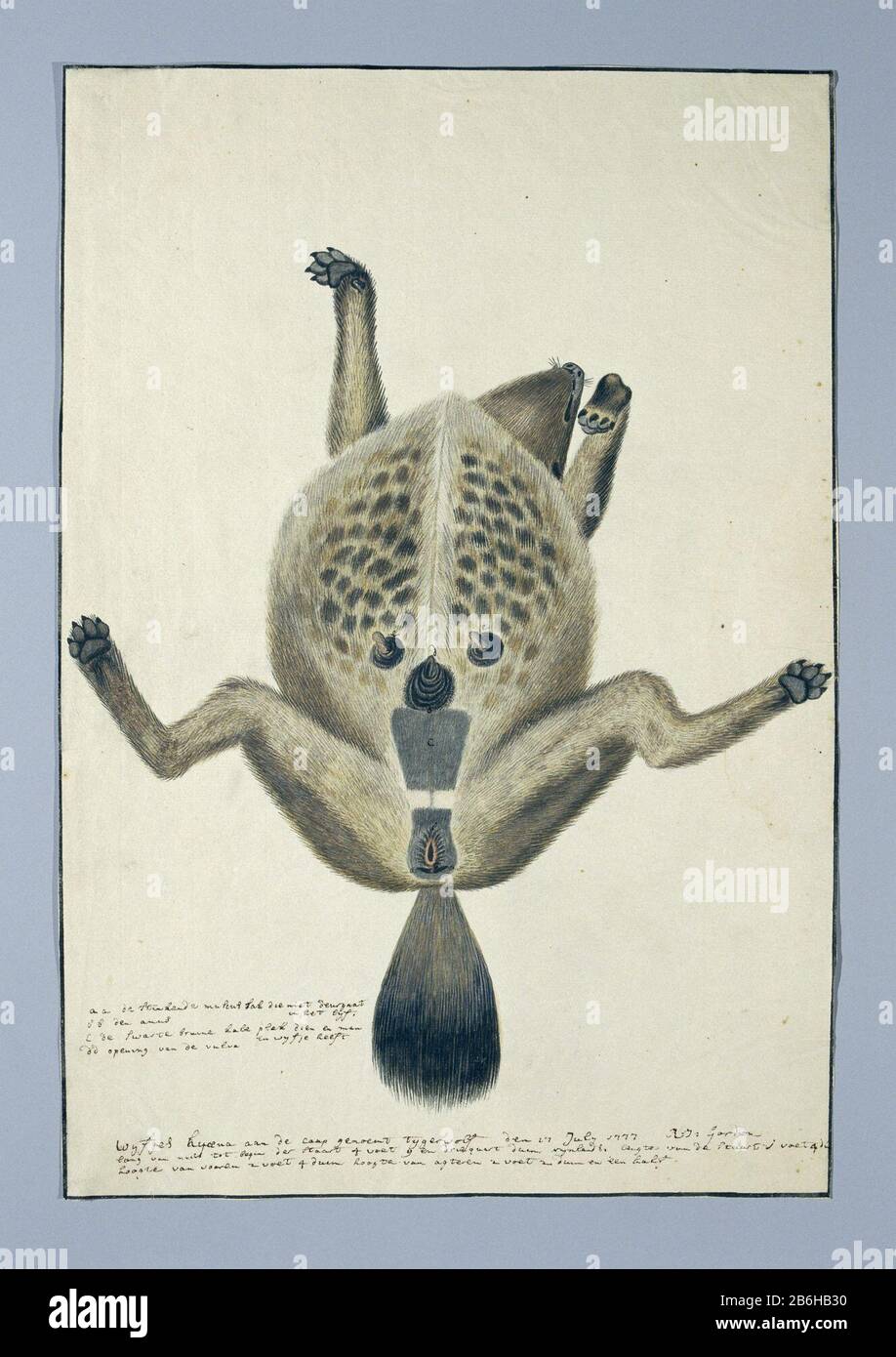 Crocuta crocuta (Gevlekte hyena) Crocuta crocuta (Hyena tachetée) Type de bien: Album dessin étude de feuilles animaux Numéro d'article: RP-T-1914-17-138 Inscriptions / marques: Signature et date, à gauche de la queue et, plume en noir brun '. .den 17 juillet 1777 R: J: Gordon ', suivi des dimensions de longueur et de hauteur (texte intégral dans: LC Rookmaker, Annexe I de sa thèse) intitulé:' gauche: Ad (l'un en dessous de l'autre et suivi de descriptions); en bas: Wyfjes hy [A] ena au CAAP genoemt tygerwolf ', t A / d m: Descriptions des organes génitaux; (Toute altération de l'orthographe de l'hyena; texte intégral: Banque D'Images