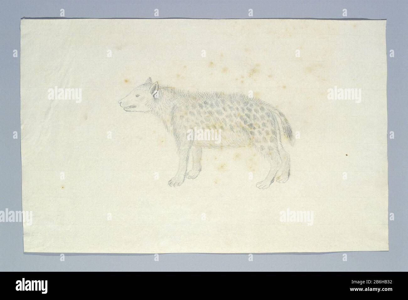 Crocuta crocuta (Gevlekte hyena) Crocuta crocuta (Hyena tachetée) Type de bien: Album de dessin étude des animaux feuilles Numéro de l'article: RP-T 1914-17-134 Fabricant : artiste: Robert Jacob Gordon Date: Jul 1777 - Aug 1777 Caractéristiques physiques: Crayon et craie noire: Craie de crayon papier Dimensions: Album: Feuille: H 660 mm × W 480 mblad : H 233 mm × W 367 mm Banque D'Images