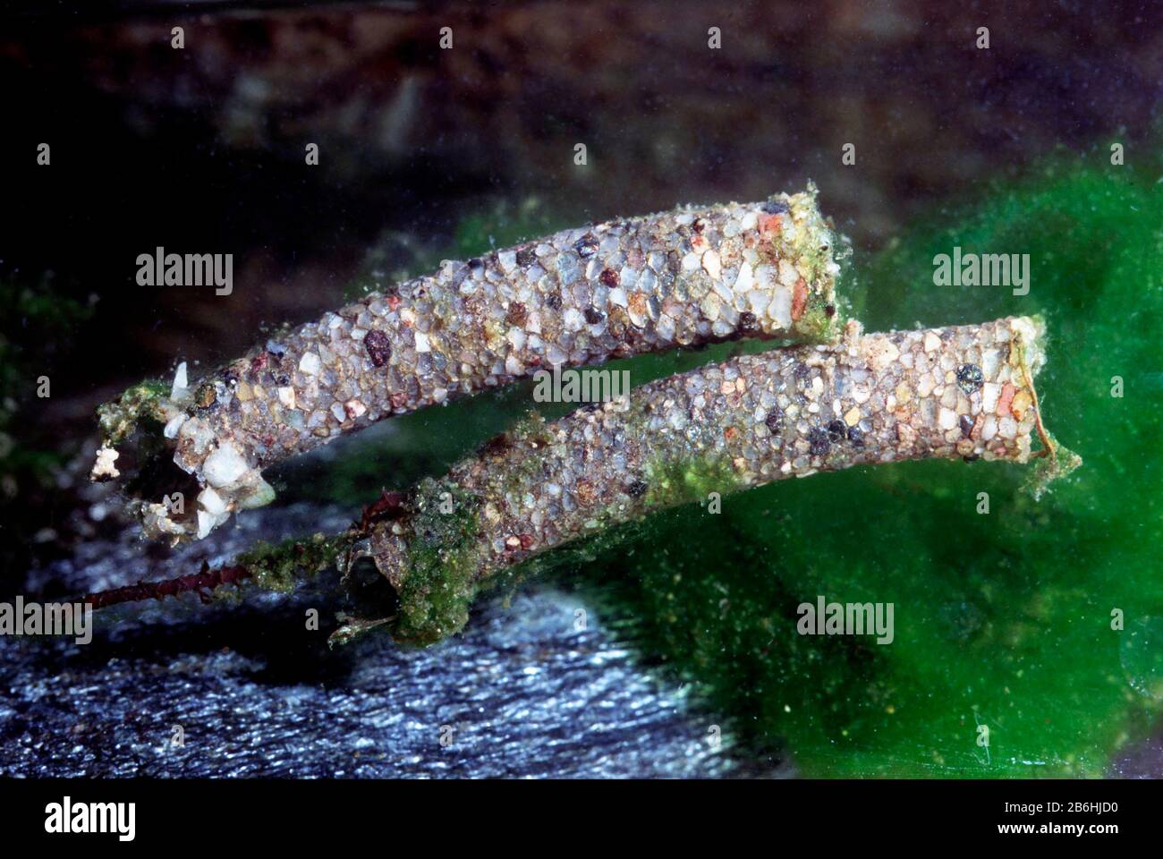 Caddismouches larva, Trichoptera, captive, France Banque D'Images