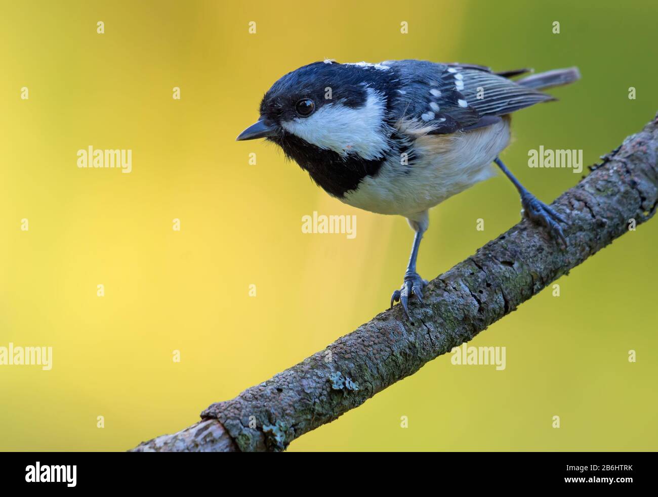 Tit de charbon brillant (periparus ater) perché sur une petite brindille simple dans la forêt colorée Banque D'Images