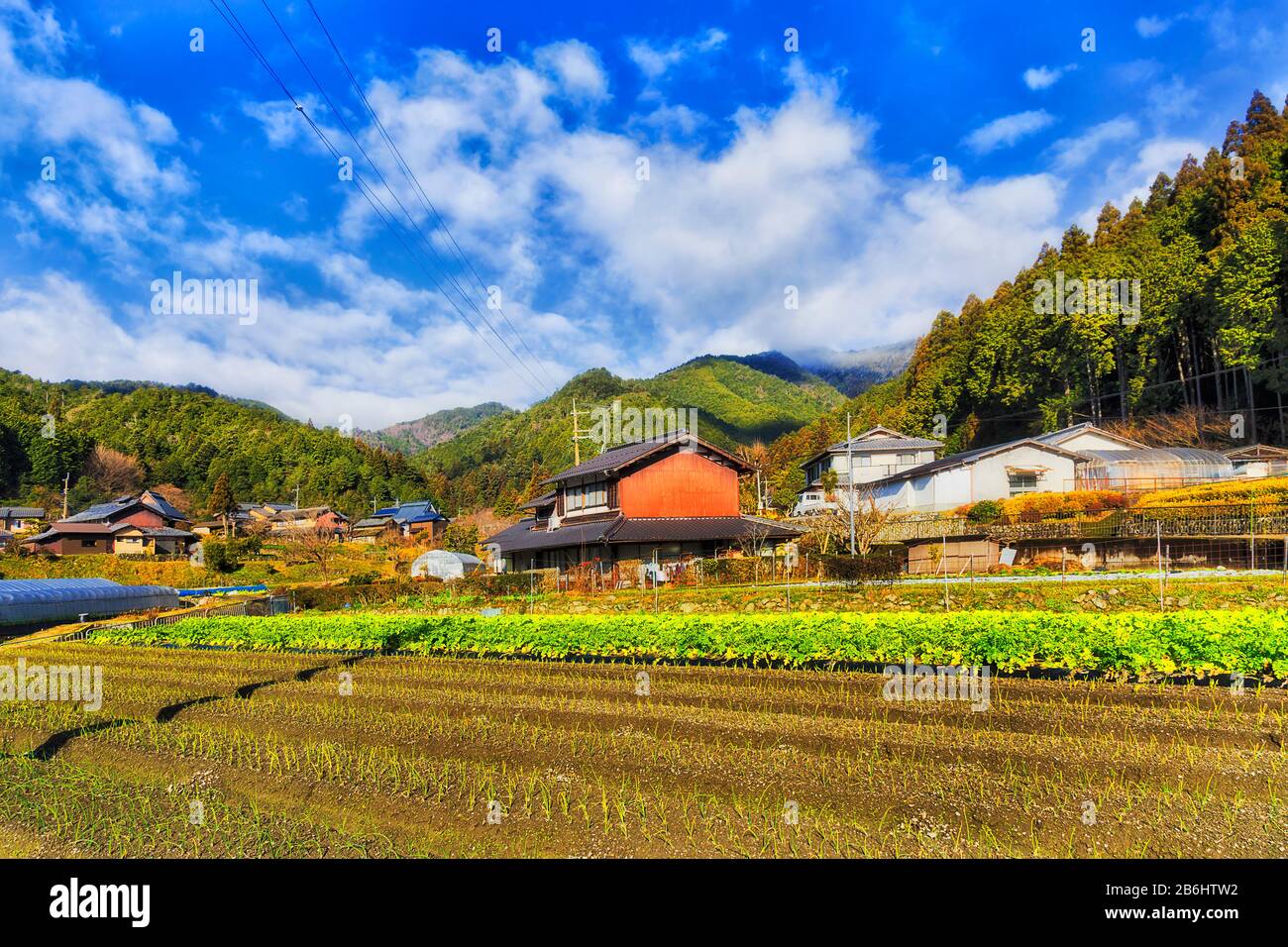 Les cultures d'oignons de printemps sur le sol noir dans le village agricole japonais sur une ferme éloignée près de Kyoto, entourées de maisons agricoles et de serres. Banque D'Images