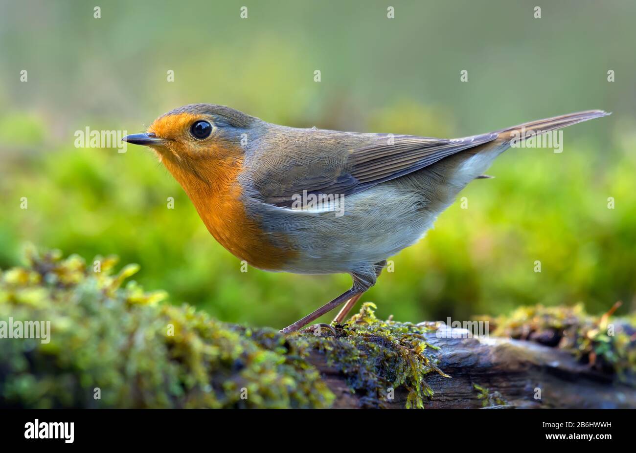 Européen Robin (erithacus rubecula) actif posant sur une branche dense d'arbre de mousse verte près de l'eau Banque D'Images