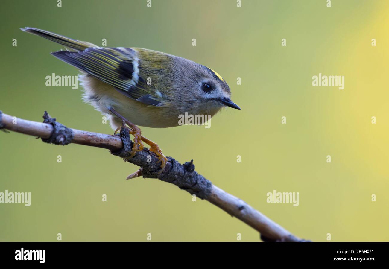 Petit Goldcrest (regulus regulus regulus) perché sur peu de brindilles dans la forêt verte Banque D'Images
