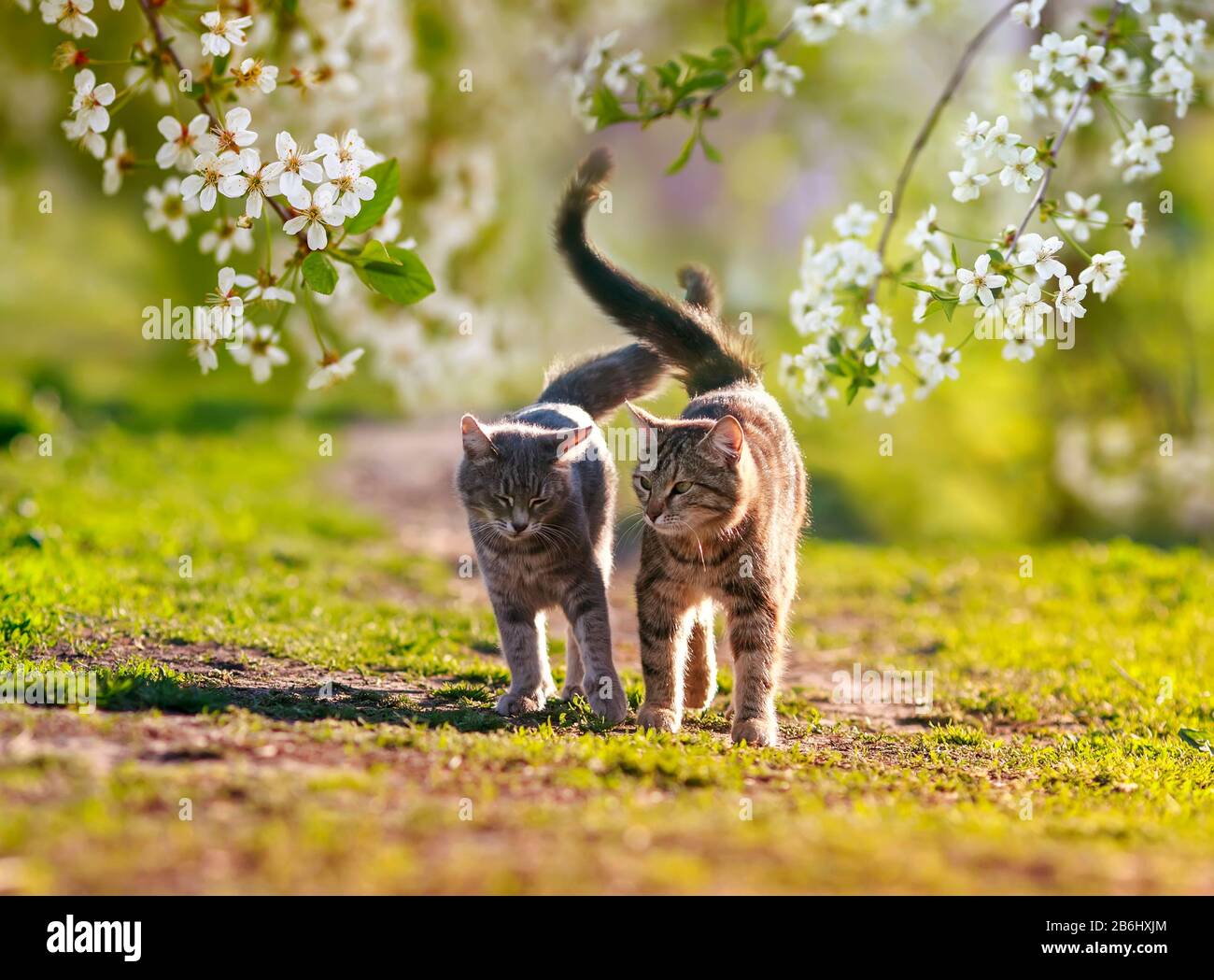 Deux Chats Amoureux Ils Marchent Cote A Cote Dans Le Jardin De Mai Sunny Entoure De Branches De Cerisiers En Fleurs Photo Stock Alamy