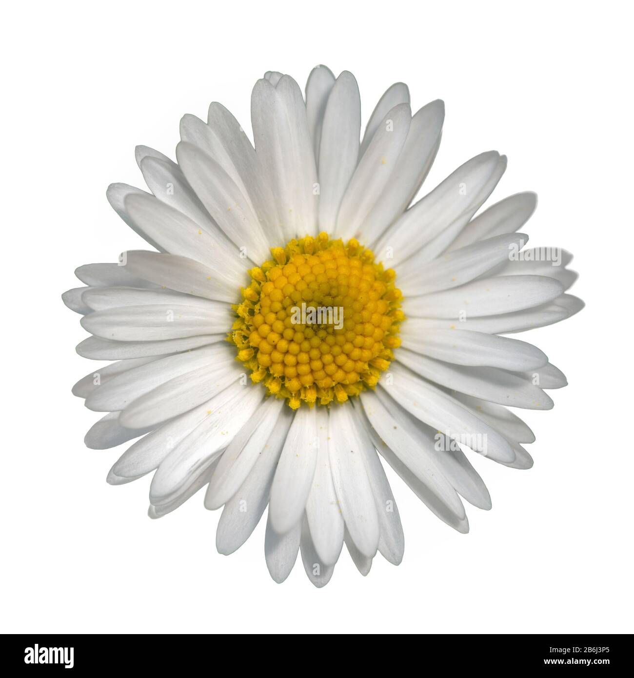 Vue sur le dessus de la pelouse blanche commune (Bellis perennis) isolée sur le blanc Banque D'Images