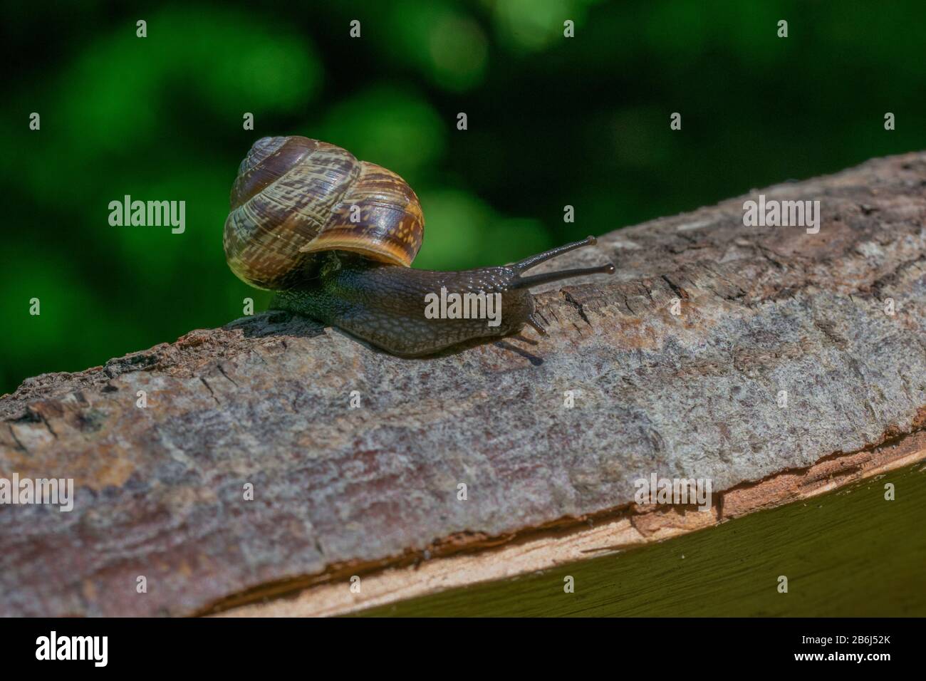 Un petit escargot brun rampant sur bois de bois Banque D'Images