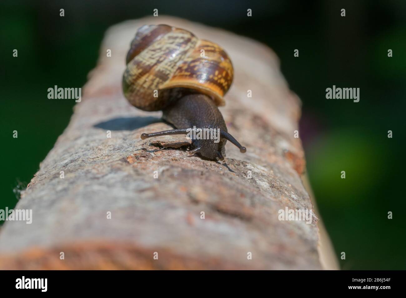 Un petit escargot brun rampant sur bois de bois Banque D'Images