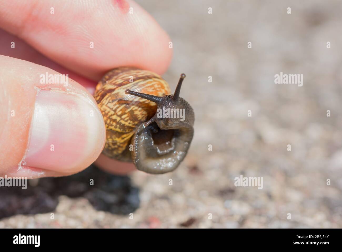 Homme tenant un petit escargot brun dans les doigts Banque D'Images