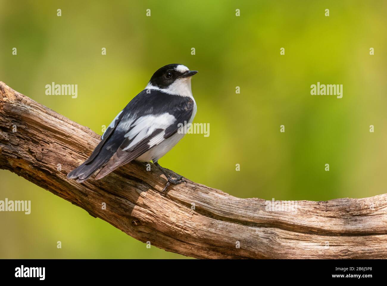 Moucherolle collared - Ficedula albicollis, magnifique oiseau perché noir et blanc des forêts européennes, Hortobagy, Hongrie. Banque D'Images