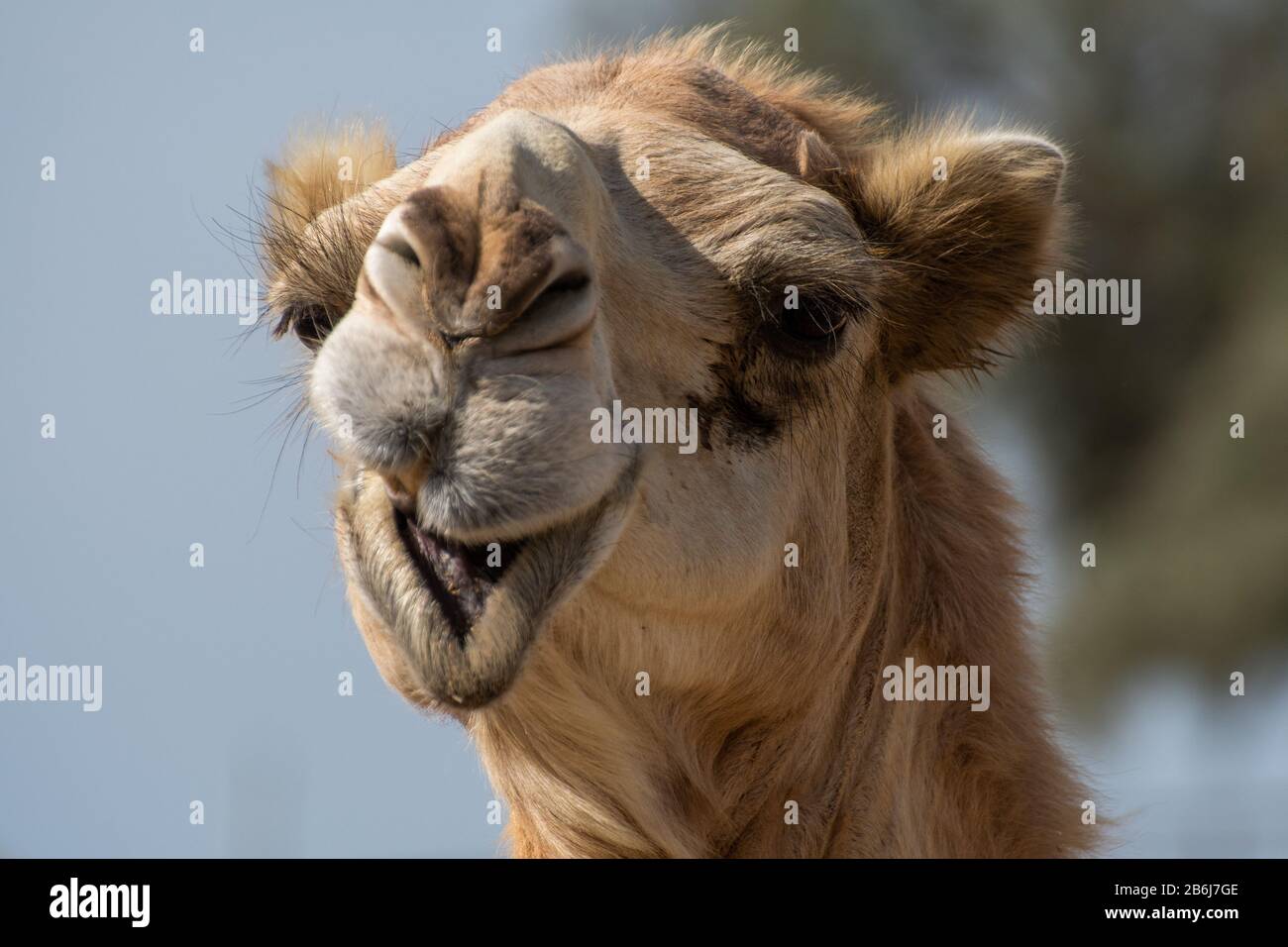Chameau Drole Banque D Image Et Photos Alamy Chameau Drole Banque D Image Et Photos Alamy