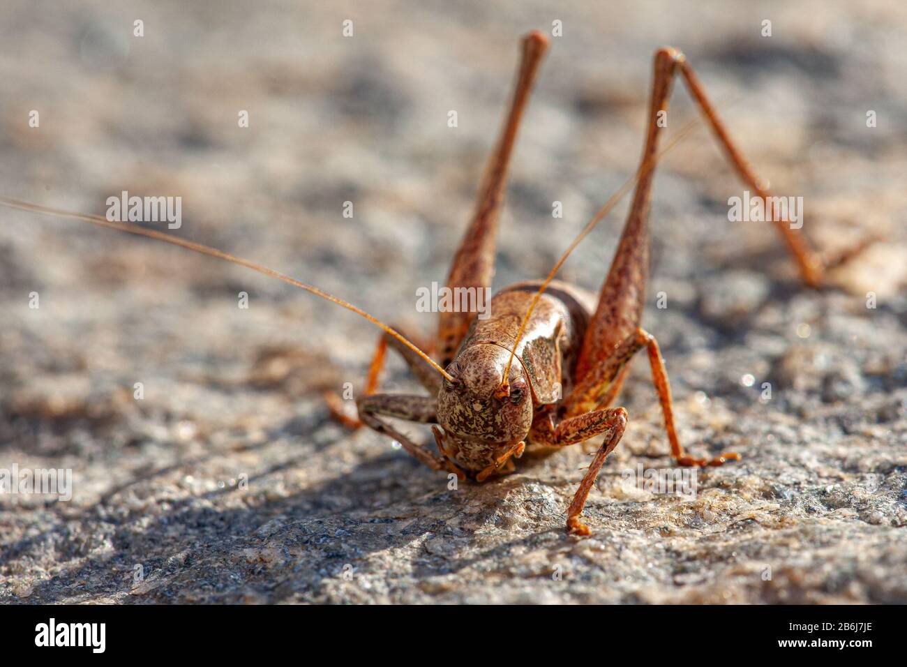 locust brun , locusta migratoria, sur un sol pierreux avec accent sur le premier plan Banque D'Images