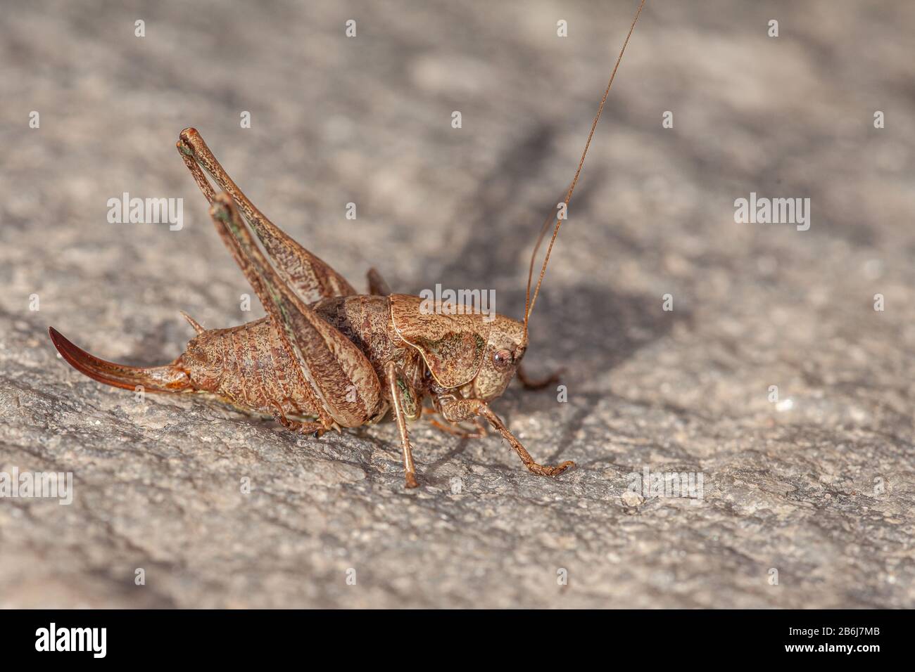 locust brun , locusta migratoria, sur un sol pierreux Banque D'Images