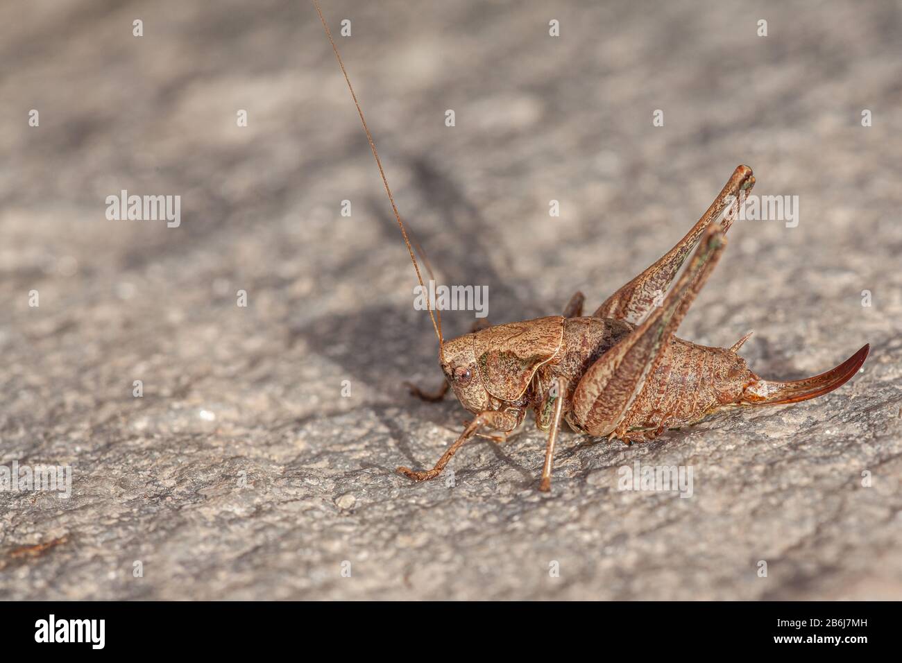 locust brun , locusta migratoria, sur un sol pierreux Banque D'Images