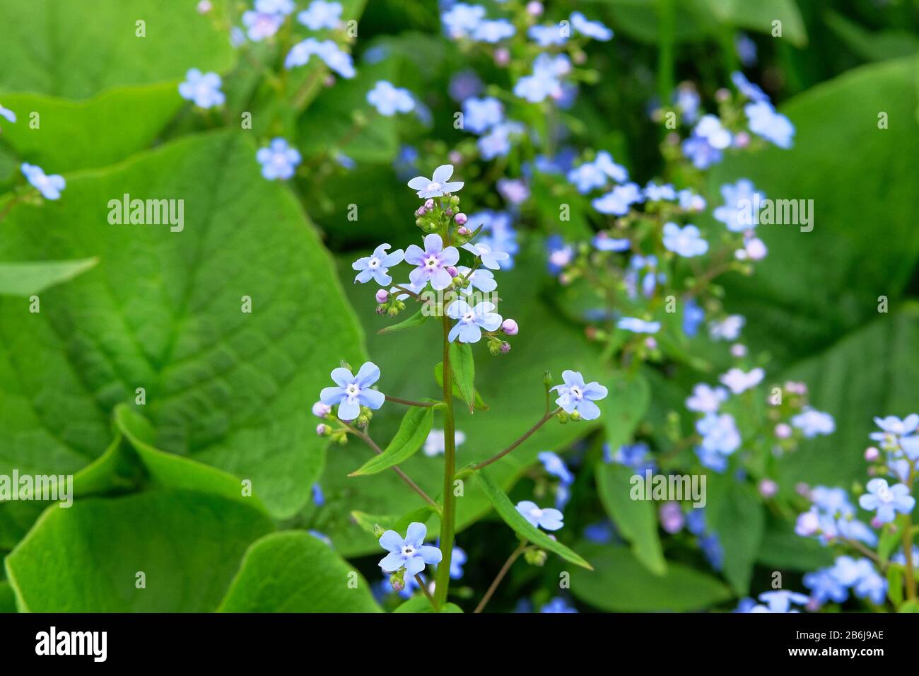 Myosotis s'est rapprochez sur fond flou. Beaucoup de fleurs alpines bleues sur un pré vert au printemps. Forget-me-not Myosotis scorpioides est en pleine floraison. Banque D'Images