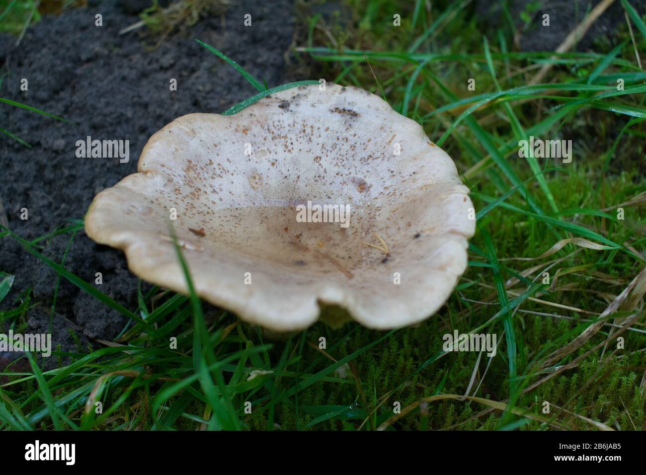 Champignons blancs avec de l'eau sur le bouchon. Eau de pluie recueillie dans le bouchon. Banque D'Images