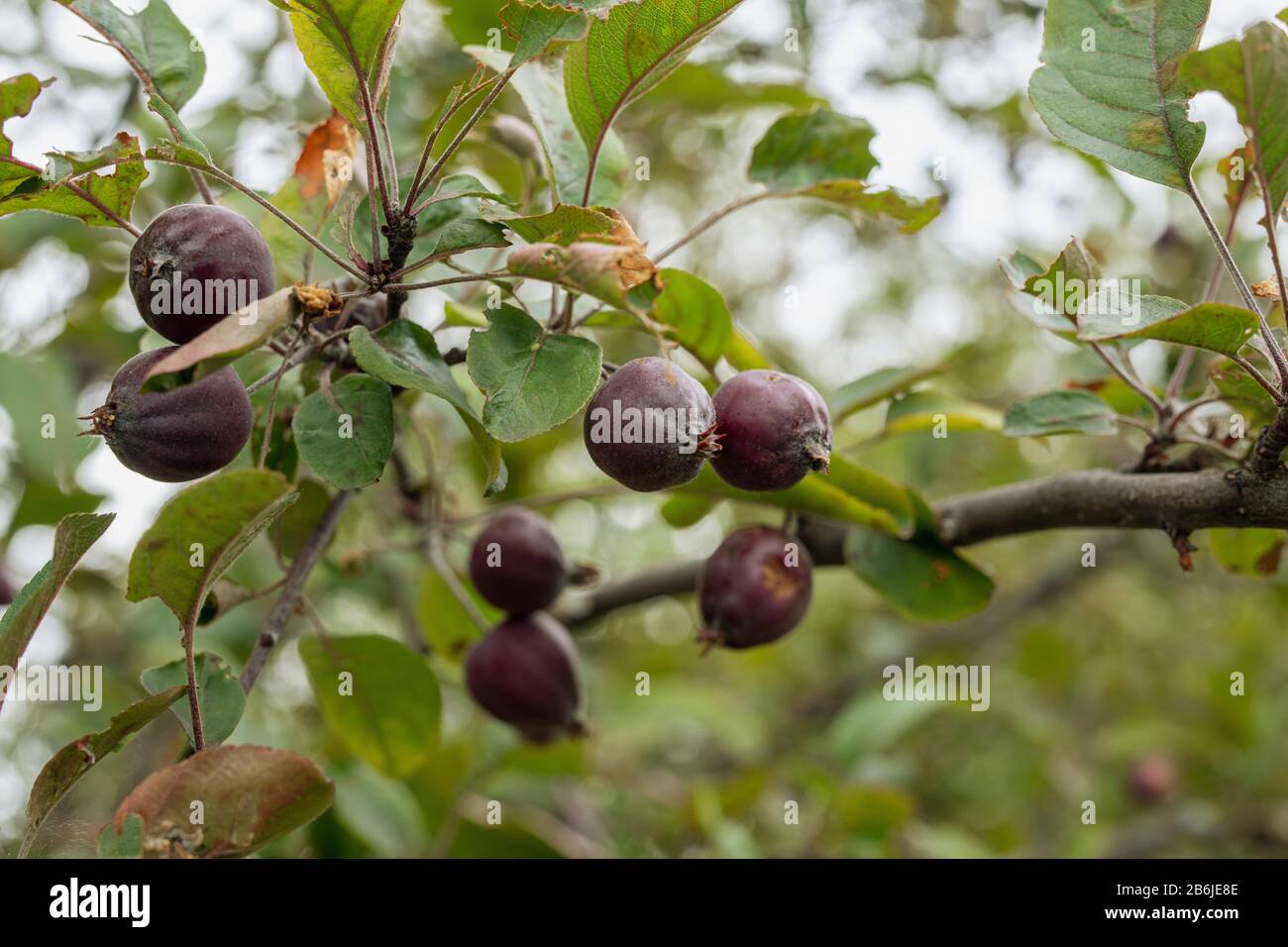 fruits de pomme à étoiles violettes ou fruits cainito sur pommier. Banque D'Images