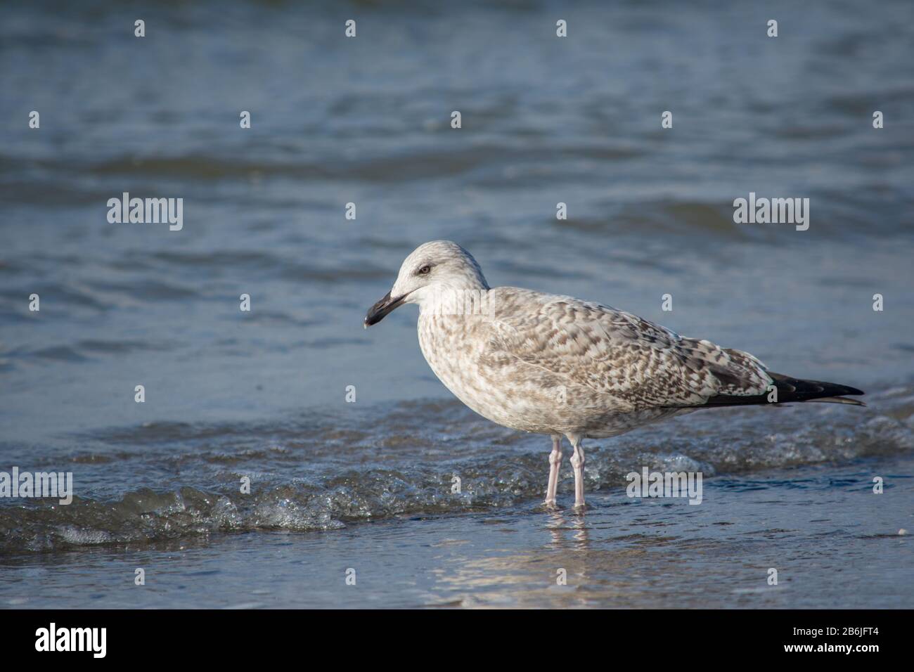 Jeunes goélands européens (Larus argentatus) se tenant sur la plage dans l'eau Banque D'Images