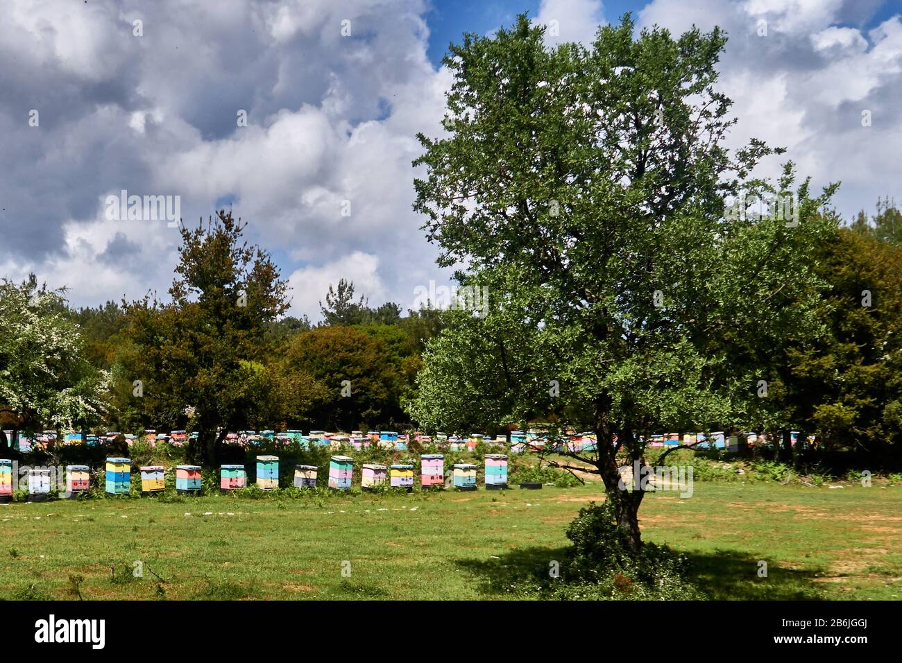 Thassos Island, Grèce, Europe, ruches d'abeilles dans le village de Panagias Mon, Thassos est un très grand producteur de miel, Thassos est une île grecque dans le nord de la mer Égée, près de la côte de Thrace. C'est l'île la plus au nord de la Grèce, et la 12ème plus grande par région. Thassos est aussi le nom de la plus grande ville de l'île, plus connue sous le nom de Limenas, capitale de Thassos, située au nord, en face du continent. Banque D'Images