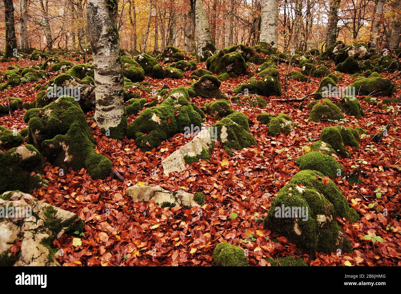 Forêt de hêtre avec des pierres recouvertes de feuilles de mousse verte et de ruset sur le sol Banque D'Images