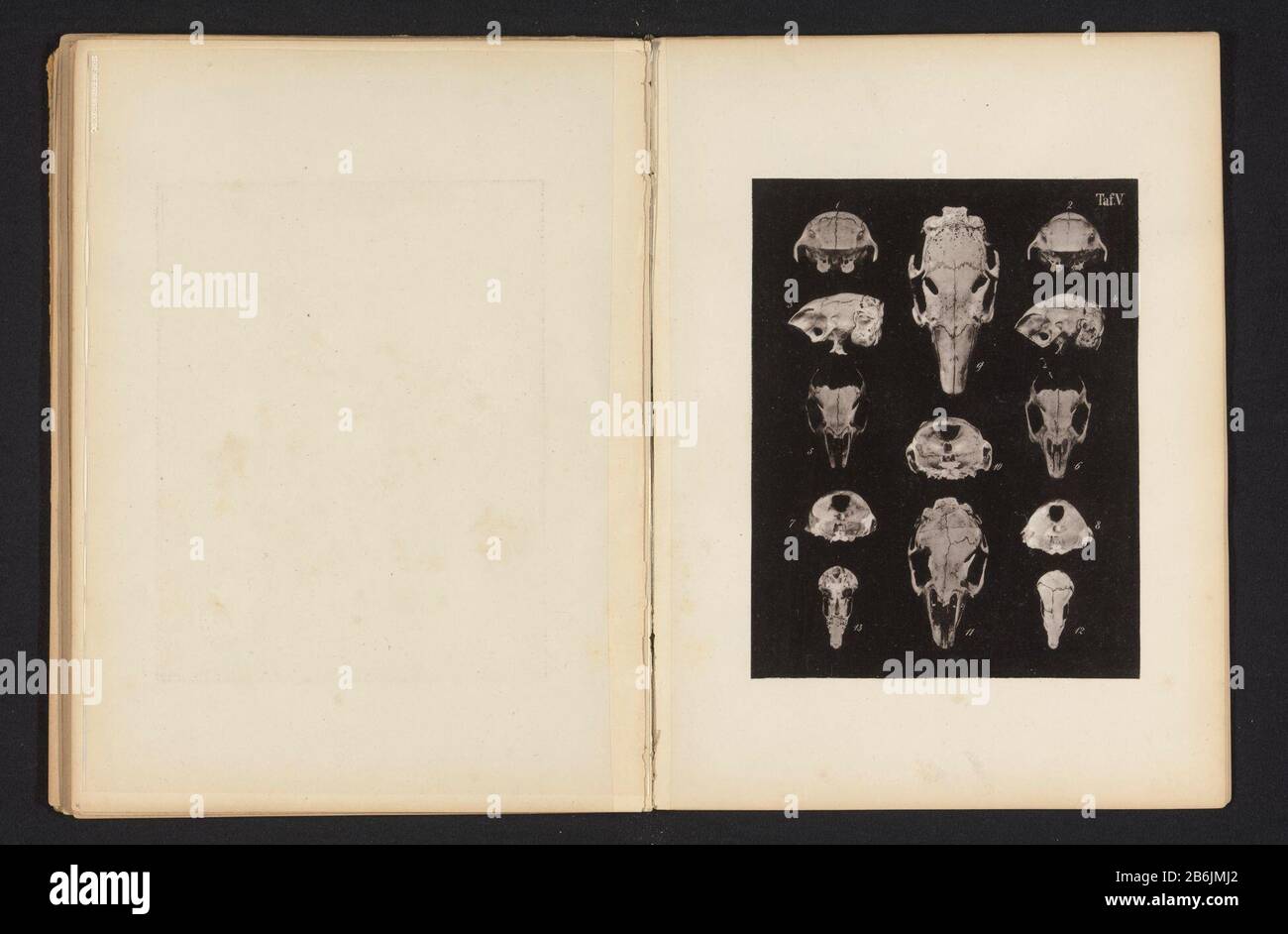 Treize faces d'un crâne de lapin Treize faces d'un crâne de lapin type d'objet: Impression photomécanique Numéro d'article: RP-F 2001-7-769-5 Inscriptions / marques: Nombre, recto 'Taf. V. 1 2 3 4 5 6 7 8 9 10 11 12 13' Fabricant : Photographe B. von Guddenvervaardiger: GemoserPlaats fabrication: Photographe: Allemagne Vervaardiger: Munich Dating: CA. 1864 - en avant ou en avant 1874 matériau: Technique du papier: Dimensions de la pression légère: Photo: H 205 mm × W 159 mmToelichtPrent dans l'achterin de section. Sujet (humain) rongeurs crânans: Lapin Banque D'Images