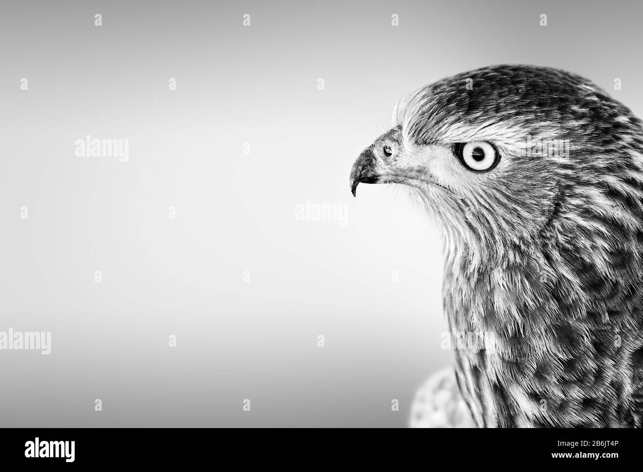 Portrait du visage Goshawk en Gros plan En noir et blanc avec espace de copie du Kgalagadi. Canorus Melierax Banque D'Images