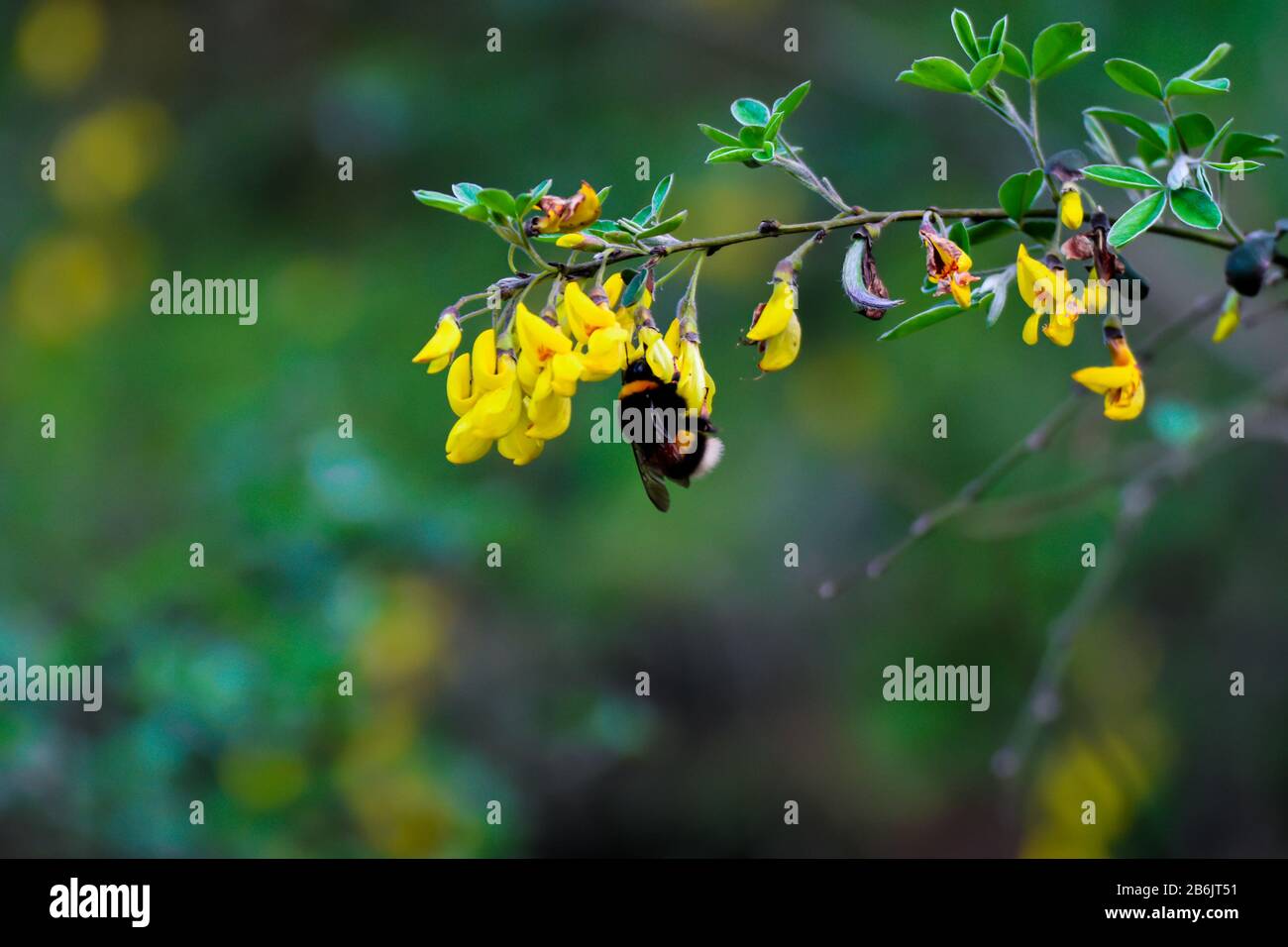 Capturer les moments où l'abeille atterrit sur la fleur, le cycle de la vie Banque D'Images