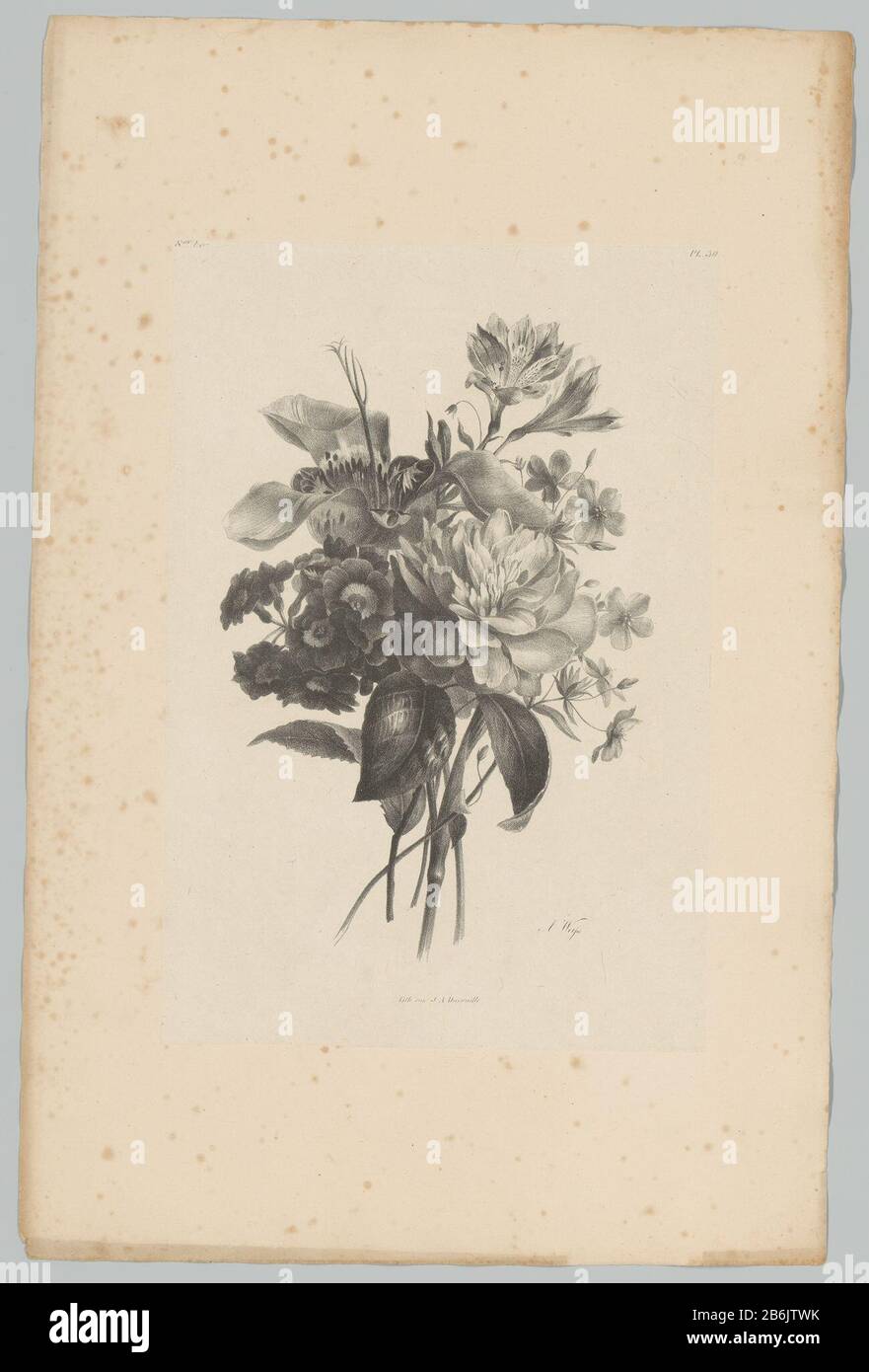 Diverses fleurs fleurs fleurs et Fruits études () 3ème épisode (titre de la série) Liens boven genummerd 8 de Lév. Onderdeel van een omslag s'est réuni dans le totaal zevenenzeventig lithografieën van bloemen en fruits. Fabricant : Pentmaker: Anton Weiss (vermeld op object)drukker: Jean Augustin Daiwaille (vermeld op object)Plaats fabricación: Amsterdam Dating: 1820 - 1833 kenmerken physique: Lithografie op chine collé matériel: Papier chine collé Techniek: Lithographie (techniek) Dimensions: Blad: 480 mm x 480 Mm Objet: Fleurs H x 480 Mm Banque D'Images