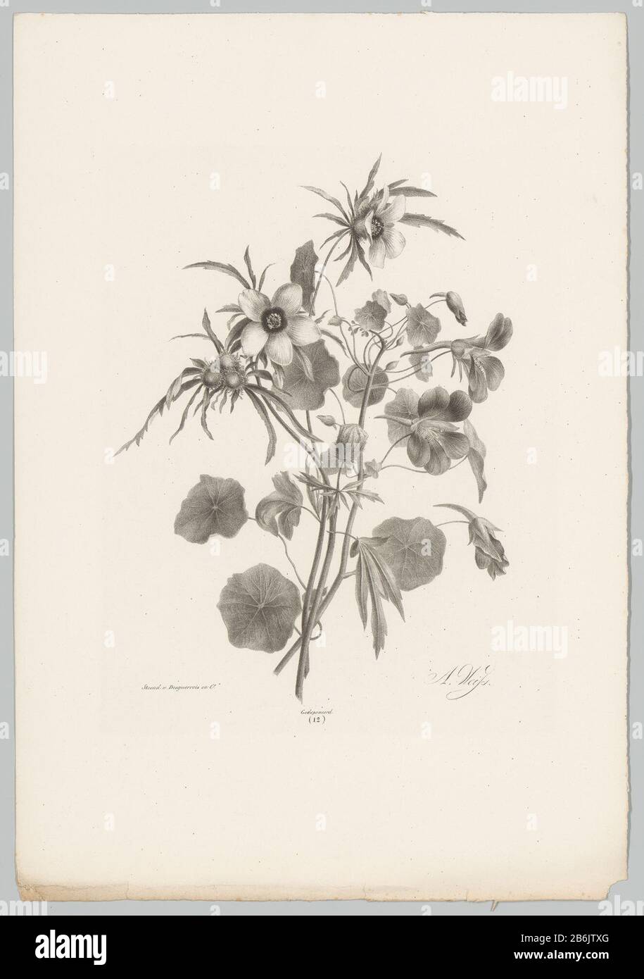 Diverses fleurs fleurs fleurs et Fruits études () 10ème épisode (titre de la série) Onderdeel van een omslag met een série van eenenveertig lithografieën van bloemen en fruits. Fabricant : Plentmaker: Anton Weiss (vermeld op object)drukker: Desguerrois & Co. (Vermeld op object)uitgever: Desguerrois & Co.Plaats fabricación: Amsterdam Dating: 1836 Physical kenmerken: Lithografie Material: Paper Techniek: Lithografie (techniek) Dimensions: Blad: 428 mm X 295 mm Objet: Fleurs H: 295 mm x 295 mm Banque D'Images