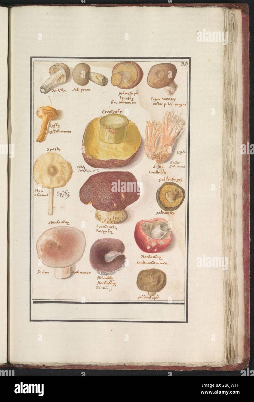Divers champignons Blad met Ca. Tien verschillende soorten padestoelen en zwammen. Genummerd rechtsboven : 351. Met de namen van de soorten er onder. Onderdeel van het vierde album met tekeningen van bloemen en padestoelen. Elfde van twaalf albums met tekeningen van dieren, vogels en planten bekend rond 1600, gemaakt dans opdracht van keizer Rudolf II Rencontré Toelichting dans Nederlands, Latijn en Frans. Fabricant : Rapporteur pour avis: Anselmus Boëtius de Boodt Rapporteur pour avis: Elias VerhulstPlaats fabrication: Rapporteur pour avis: Delft Dating: 1596 - 1610 kenmerken physique: Penseel in Waterverf en de Banque D'Images
