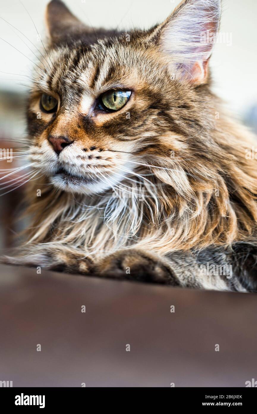 Portrait de chat Maine Coone à la recherche moyenne Banque D'Images