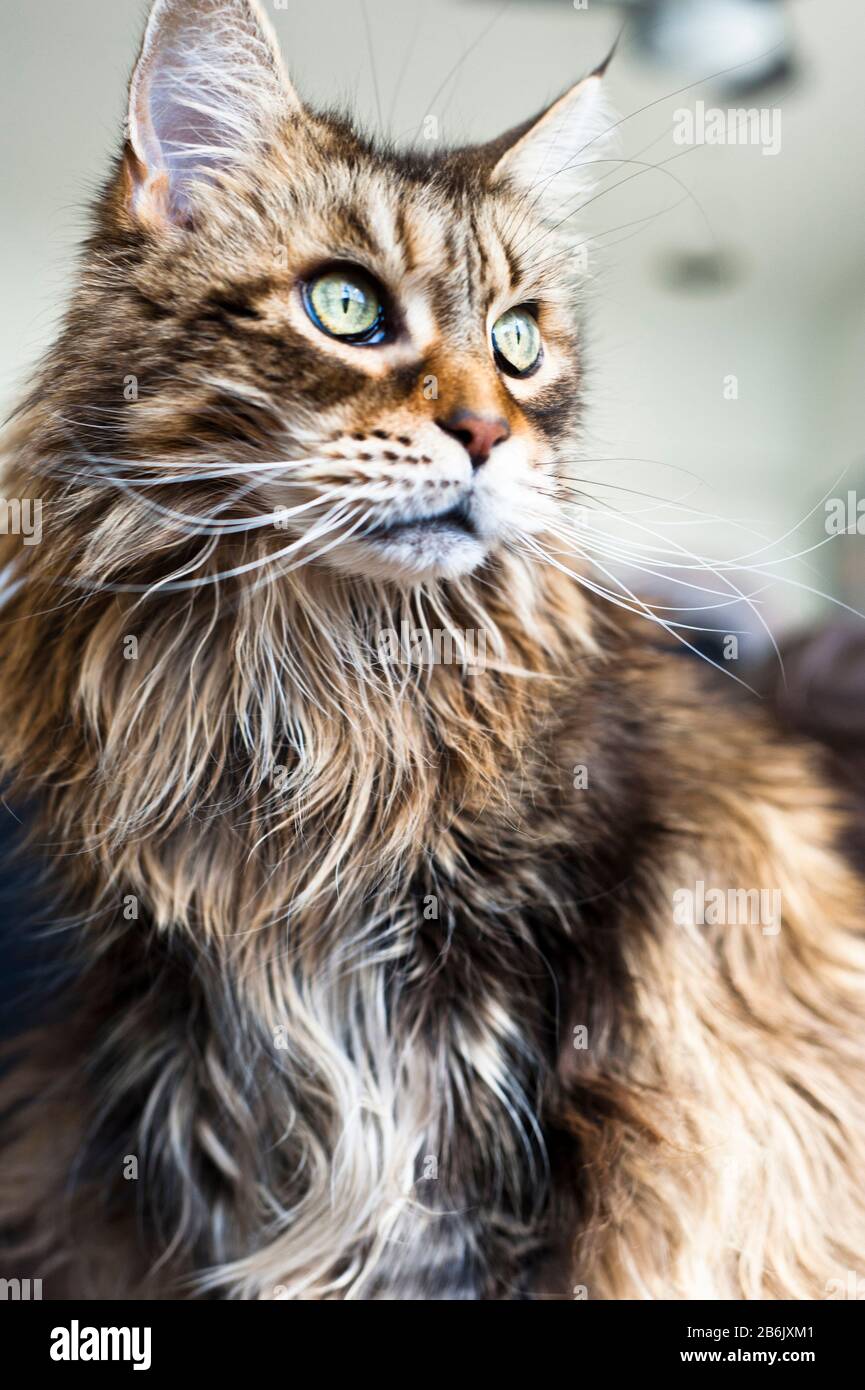 Portrait d'un chat feral de clous Maine Coone Banque D'Images