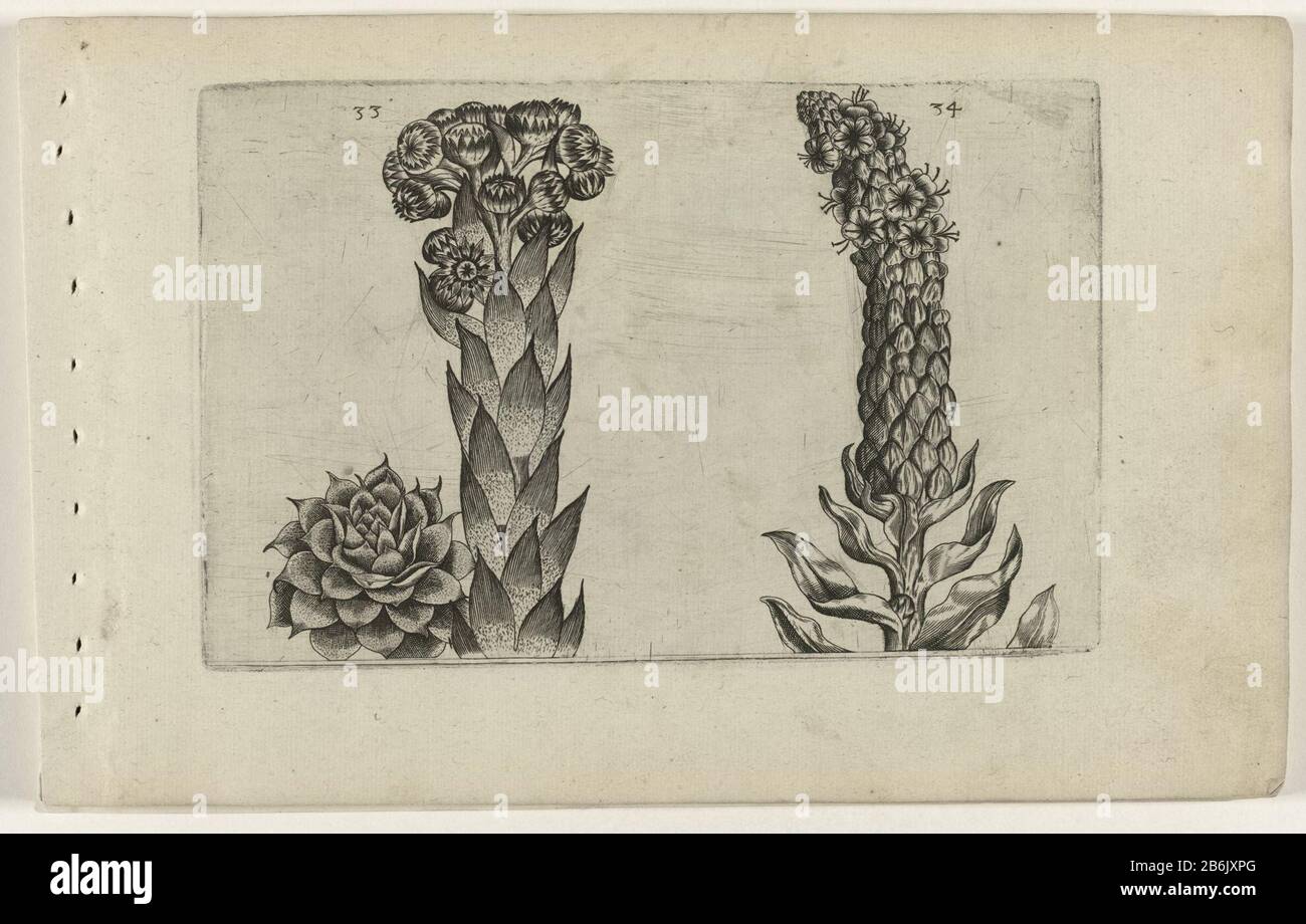 Thunder page et mullein Cognoscite Lilia (servietitel) Thunder journal (sempervivum tectorum), et mullein (Verbascum thapsus), numérotées 33 et 34. Fabricant : print maker: Crispijn de Passe (i) (attribué à) à dessin de: Crispijn de Passe (i) (attribué à) éditeur: Crispijn de Passe (i), éditeur: Hans Place Wout Neel fabrication: Print maker: Cologne en dessin: Cologne Éditeur: Cologne Éditeur: Londres Date: 1600 - 1604 Caractéristiques physiques: A; Matériau d'épreuvage: Technique du papier: Engrala (processus d'impression) mesures: Bord de la plaque: H 127 mm × W 205 mblad: H 172 M. Banque D'Images
