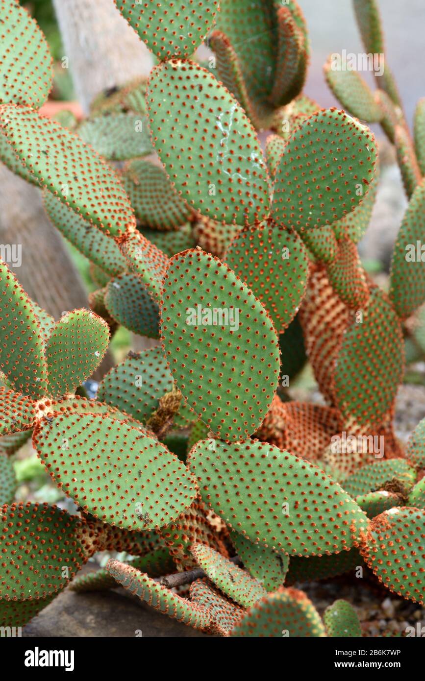 Les électrodes à épines d'une oreille de Prickly. Banque D'Images