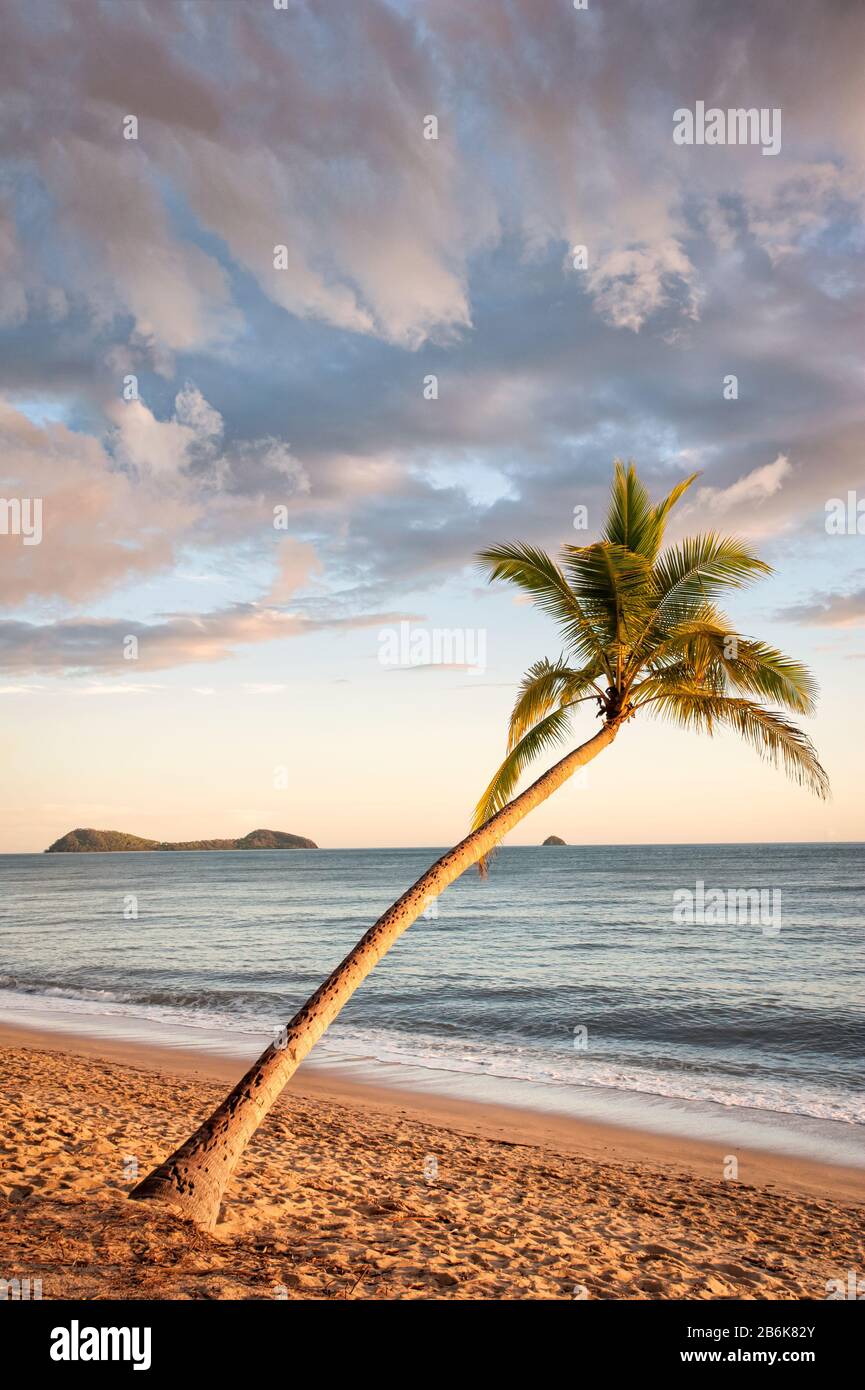 Palmier à noix de coco unique surplombant l'océan Pacifique dans l'environnement tropical emblématique de Clifton Beach dans le Queensland, en Australie. Banque D'Images
